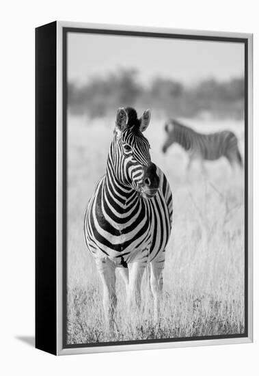 Zebra BW-Hannes Bertsch-Framed Premier Image Canvas