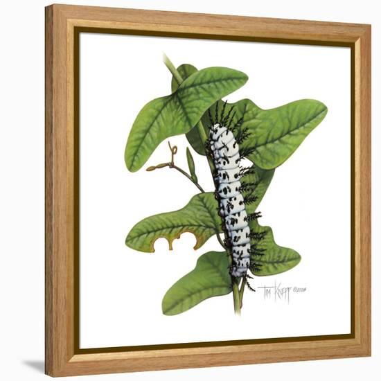 Zebra Caterpillar-Tim Knepp-Framed Premier Image Canvas