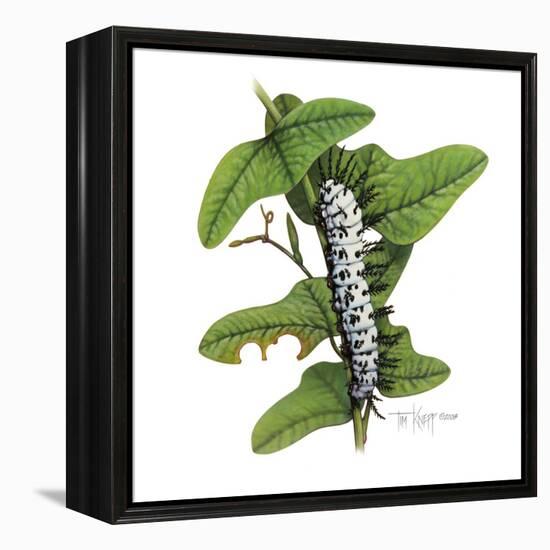 Zebra Caterpillar-Tim Knepp-Framed Premier Image Canvas