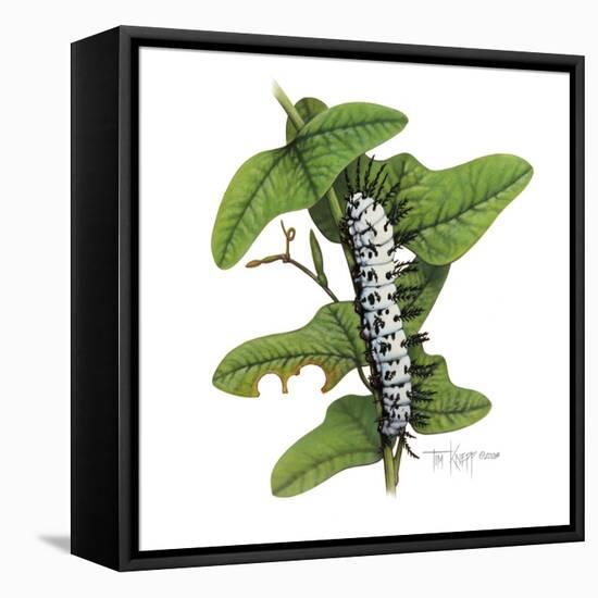 Zebra Caterpillar-Tim Knepp-Framed Premier Image Canvas