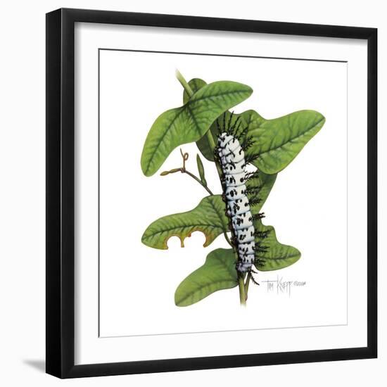 Zebra Caterpillar-Tim Knepp-Framed Giclee Print