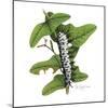 Zebra Caterpillar-Tim Knepp-Mounted Giclee Print