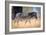 Zebra, Chobe National Park, Botswana, Africa-Karen Deakin-Framed Photographic Print