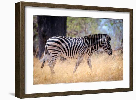 Zebra, Chobe National Park, Botswana, Africa-Karen Deakin-Framed Photographic Print