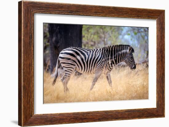 Zebra, Chobe National Park, Botswana, Africa-Karen Deakin-Framed Photographic Print
