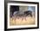 Zebra, Chobe National Park, Botswana, Africa-Karen Deakin-Framed Photographic Print