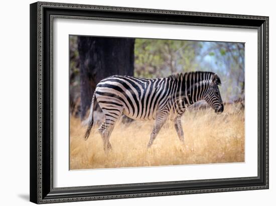 Zebra, Chobe National Park, Botswana, Africa-Karen Deakin-Framed Photographic Print