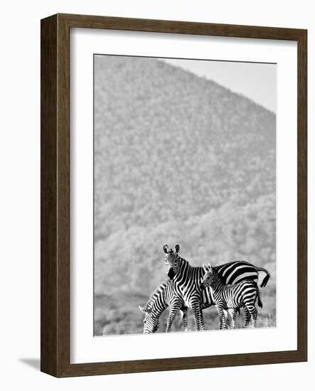 Zebra, Chyulus, 2018-Eric Meyer-Framed Photographic Print