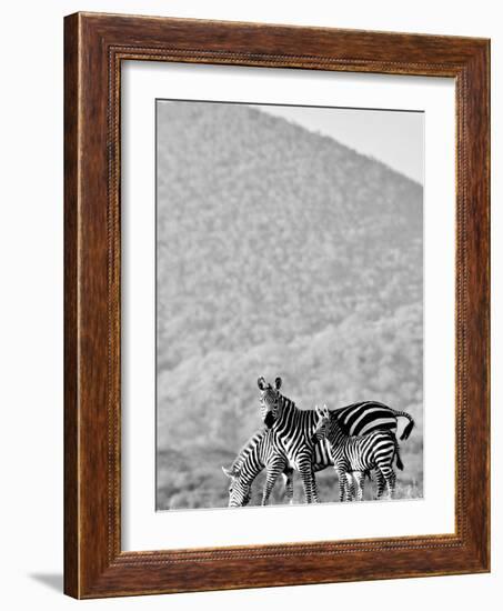 Zebra, Chyulus, 2018-Eric Meyer-Framed Photographic Print