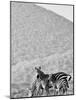 Zebra, Chyulus, 2018-Eric Meyer-Mounted Photographic Print