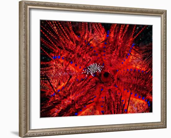 Zebra Crab (Zebrida Adamsii) in Symbiosis with an Astropyga Radiata Sea Urchin-Andrea Ferrari-Framed Photographic Print