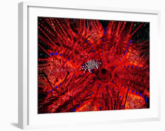 Zebra Crab (Zebrida Adamsii) in Symbiosis with an Astropyga Radiata Sea Urchin-Andrea Ferrari-Framed Photographic Print