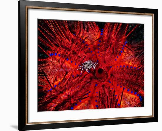 Zebra Crab (Zebrida Adamsii) in Symbiosis with an Astropyga Radiata Sea Urchin-Andrea Ferrari-Framed Photographic Print