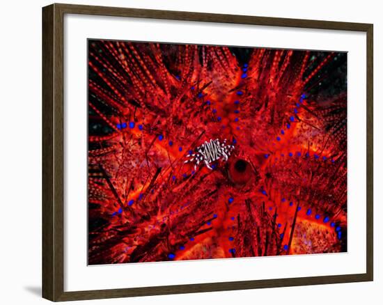 Zebra Crab (Zebrida Adamsii) in Symbiosis with an Astropyga Radiata Sea Urchin-Andrea Ferrari-Framed Photographic Print