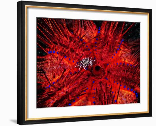 Zebra Crab (Zebrida Adamsii) in Symbiosis with an Astropyga Radiata Sea Urchin-Andrea Ferrari-Framed Photographic Print