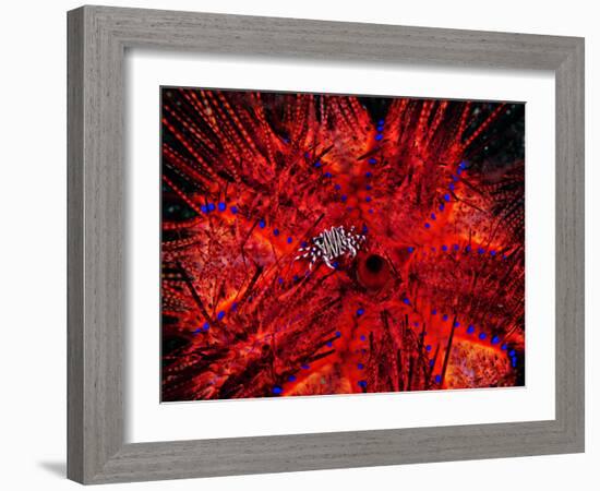 Zebra Crab (Zebrida Adamsii) in Symbiosis with an Astropyga Radiata Sea Urchin-Andrea Ferrari-Framed Photographic Print