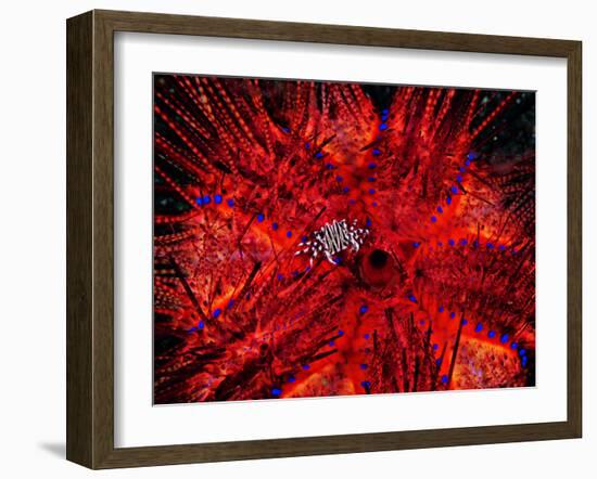 Zebra Crab (Zebrida Adamsii) in Symbiosis with an Astropyga Radiata Sea Urchin-Andrea Ferrari-Framed Photographic Print