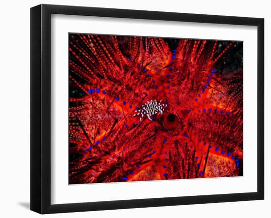 Zebra Crab (Zebrida Adamsii) in Symbiosis with an Astropyga Radiata Sea Urchin-Andrea Ferrari-Framed Photographic Print