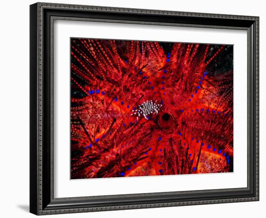 Zebra Crab (Zebrida Adamsii) in Symbiosis with an Astropyga Radiata Sea Urchin-Andrea Ferrari-Framed Photographic Print