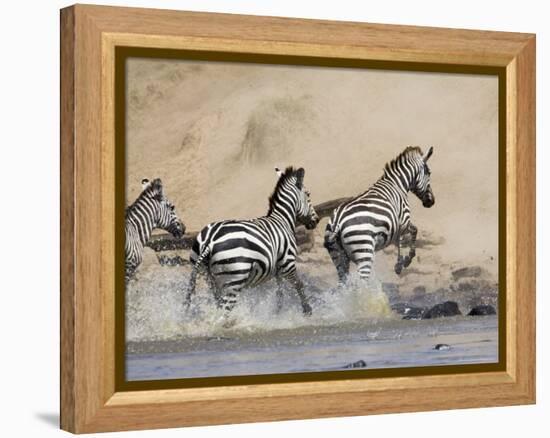 Zebra Crossing the Mara River, Masai Mara National Reserve, East Africa, Africa-James Hager-Framed Premier Image Canvas