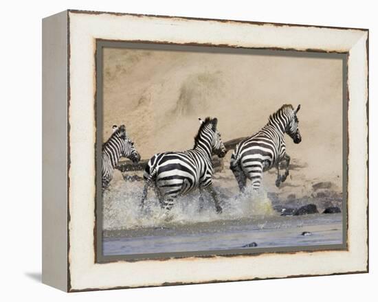 Zebra Crossing the Mara River, Masai Mara National Reserve, East Africa, Africa-James Hager-Framed Premier Image Canvas