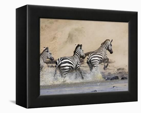 Zebra Crossing the Mara River, Masai Mara National Reserve, East Africa, Africa-James Hager-Framed Premier Image Canvas