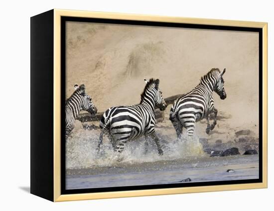 Zebra Crossing the Mara River, Masai Mara National Reserve, East Africa, Africa-James Hager-Framed Premier Image Canvas