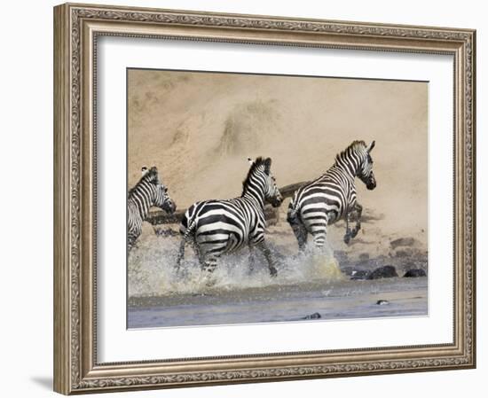 Zebra Crossing the Mara River, Masai Mara National Reserve, East Africa, Africa-James Hager-Framed Photographic Print