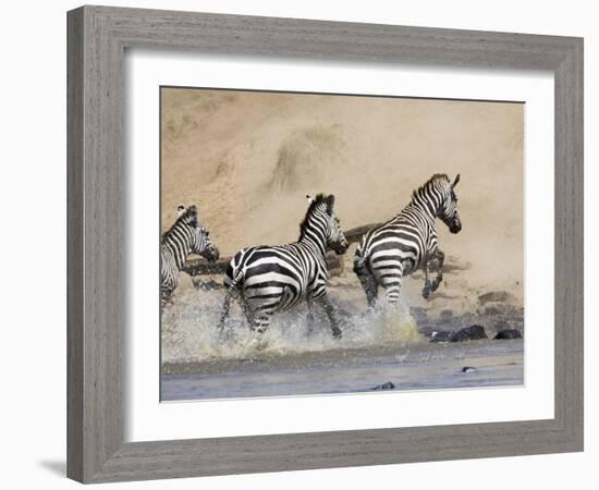 Zebra Crossing the Mara River, Masai Mara National Reserve, East Africa, Africa-James Hager-Framed Photographic Print