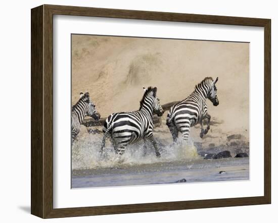 Zebra Crossing the Mara River, Masai Mara National Reserve, East Africa, Africa-James Hager-Framed Photographic Print