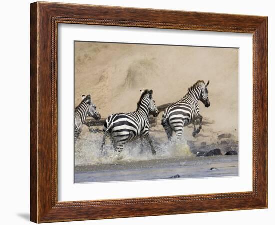 Zebra Crossing the Mara River, Masai Mara National Reserve, East Africa, Africa-James Hager-Framed Photographic Print