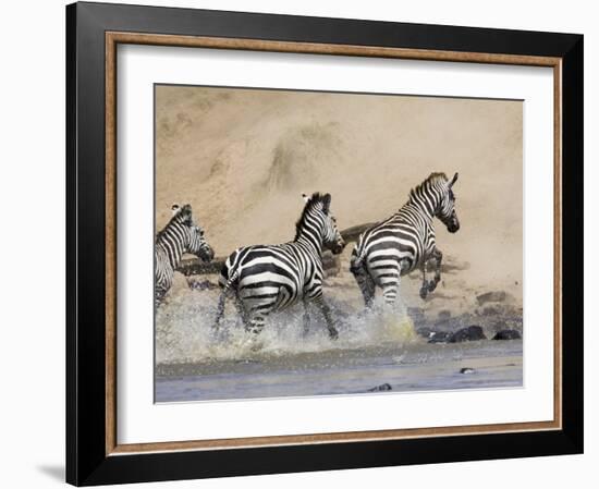Zebra Crossing the Mara River, Masai Mara National Reserve, East Africa, Africa-James Hager-Framed Photographic Print