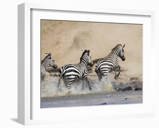 Zebra Crossing the Mara River, Masai Mara National Reserve, East Africa, Africa-James Hager-Framed Photographic Print