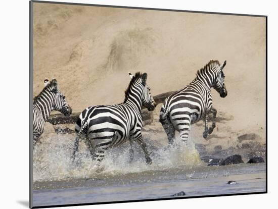 Zebra Crossing the Mara River, Masai Mara National Reserve, East Africa, Africa-James Hager-Mounted Photographic Print