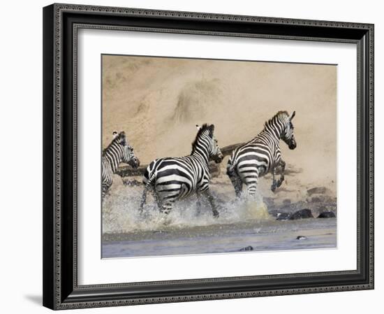 Zebra Crossing the Mara River, Masai Mara National Reserve, East Africa, Africa-James Hager-Framed Photographic Print