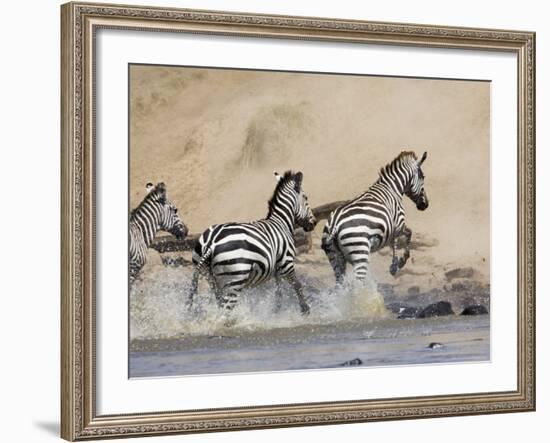 Zebra Crossing the Mara River, Masai Mara National Reserve, East Africa, Africa-James Hager-Framed Photographic Print