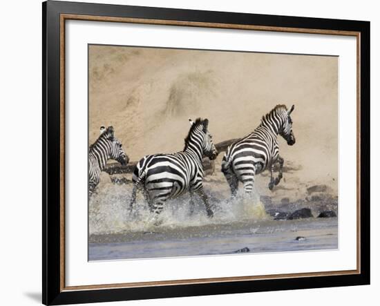 Zebra Crossing the Mara River, Masai Mara National Reserve, East Africa, Africa-James Hager-Framed Photographic Print