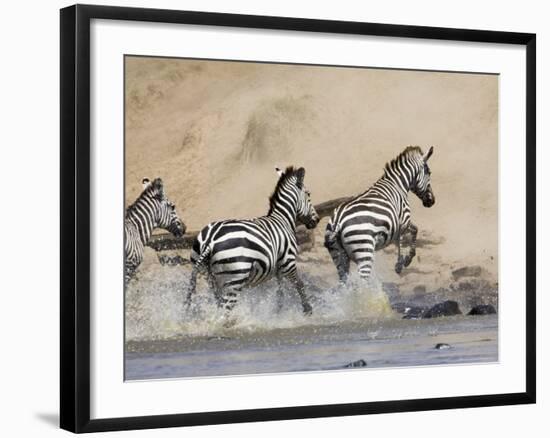 Zebra Crossing the Mara River, Masai Mara National Reserve, East Africa, Africa-James Hager-Framed Photographic Print