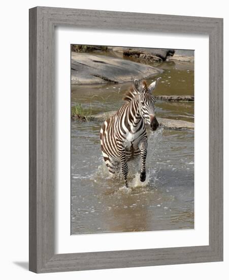 Zebra Crossing the River Full Bleed-Martin Fowkes-Framed Giclee Print