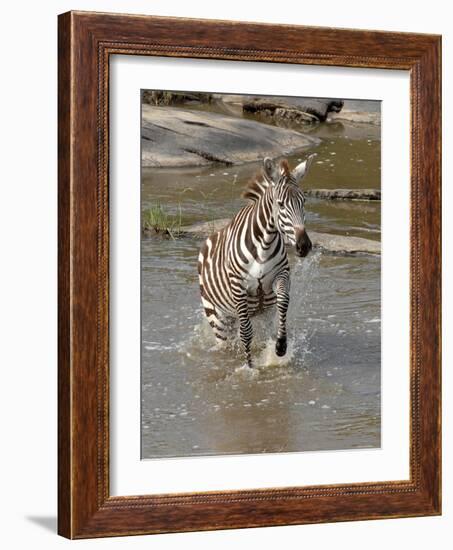 Zebra Crossing the River Full Bleed-Martin Fowkes-Framed Giclee Print