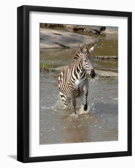 Zebra Crossing the River Full Bleed-Martin Fowkes-Framed Giclee Print