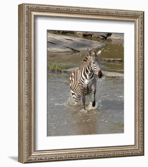 Zebra Crossing the River-Martin Fowkes-Framed Giclee Print