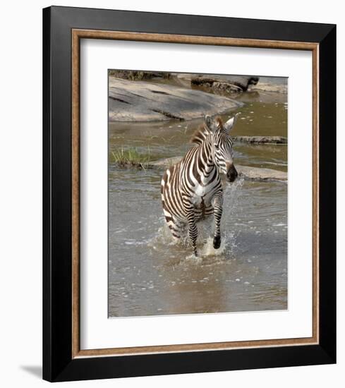 Zebra Crossing the River-Martin Fowkes-Framed Giclee Print