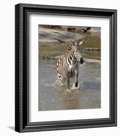 Zebra Crossing the River-Martin Fowkes-Framed Giclee Print