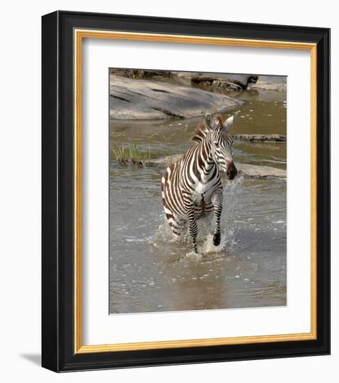 Zebra Crossing the River-Martin Fowkes-Framed Giclee Print