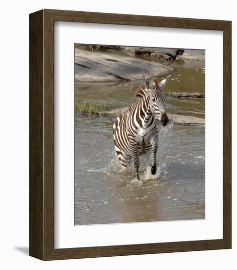Zebra Crossing the River-Martin Fowkes-Framed Giclee Print