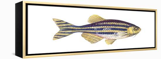 Zebra Dani (Brachydanio Rerio), Fishes-Encyclopaedia Britannica-Framed Stretched Canvas