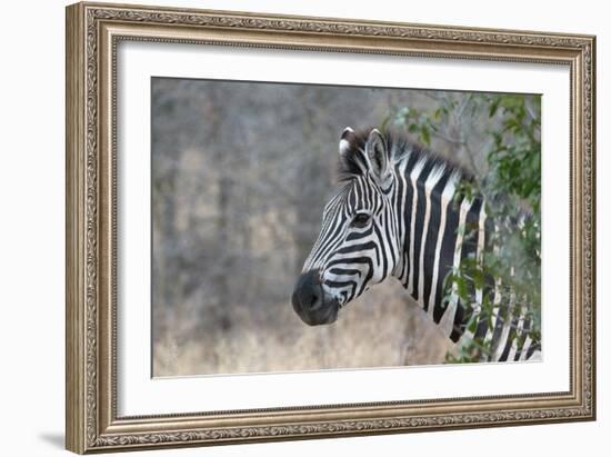 Zebra (Equus Burchelli), Kruger National Park, South-Africa, 2018 (Photo)-null-Framed Giclee Print