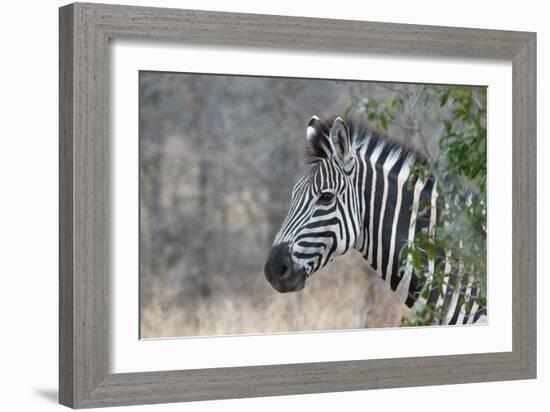 Zebra (Equus Burchelli), Kruger National Park, South-Africa, 2018 (Photo)-null-Framed Giclee Print