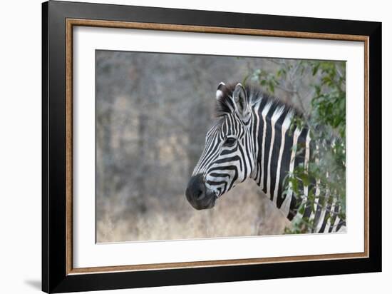 Zebra (Equus Burchelli), Kruger National Park, South-Africa, 2018 (Photo)-null-Framed Giclee Print